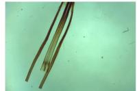 Nematopogon swammerdamella