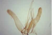Phyllonorycter mespilella