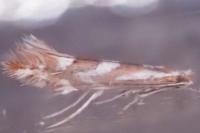 Phyllonorycter mespilella