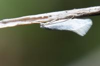 Elachista argentella