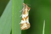 Aethes hartmanniana