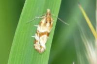 Aethes hartmanniana