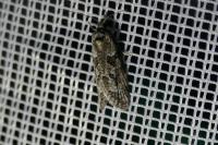 Cnephasia