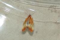 Eulia ministrana