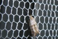 Epermenia