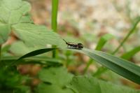Esperia sulphurella