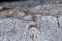 Falseuncaria ruficiliana