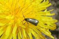 Adela reaumurella