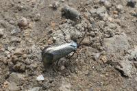 Adela reaumurella