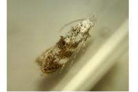 Bucculatrix frangutella
