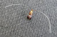 Adela australis