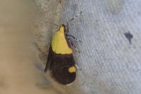 Oecophora bractella