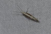 Plutella xylostella