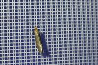 Nematopogon