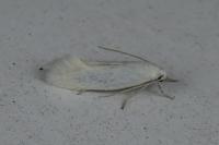 Elachista argentella