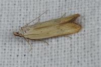 Mesophleps silacella