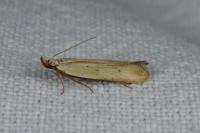 Mesophleps silacella