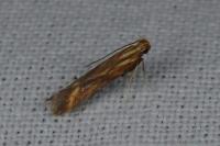 Metzneria aprilella