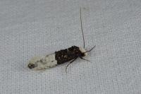 Trichophaga bipartitella