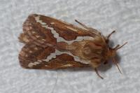 Korscheltellus lupulinus