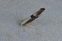 Argyresthia spinosella