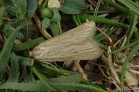 Deroxena venosulella