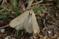 Deroxena venosulella
