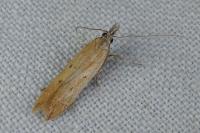 Dichomeris acuminata