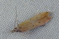 Dichomeris acuminata