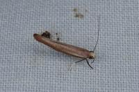 Zelleria hepariella