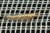 Plutella xylostella