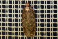 Depressaria albipunctella