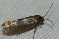 Incurvaria pectinea