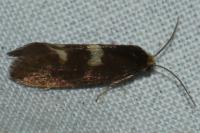 Incurvaria pectinea