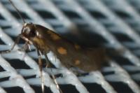 Euspilapteryx auroguttella