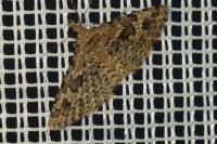Alucita hexadactyla