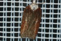 Acleris hastiana