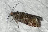 Gravitarmata margarotana
