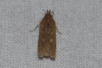 Helcystogramma triannulella