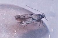 Caryocolum junctellum