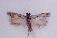 Caryocolum junctellum