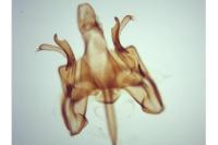 Caryocolum junctellum