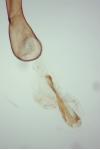 Caryocolum junctellum