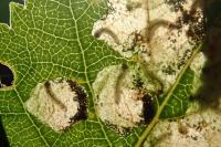 Incurvaria pectinea