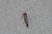 Pseudoswammerdamia combinella