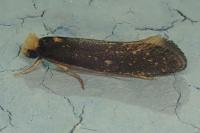 Monopis nigricantella