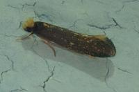 Monopis nigricantella