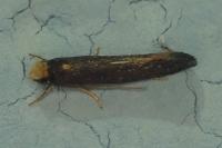 Monopis nigricantella