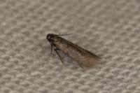 Coptotriche gaunacella