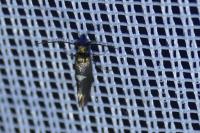 Incurvaria masculella